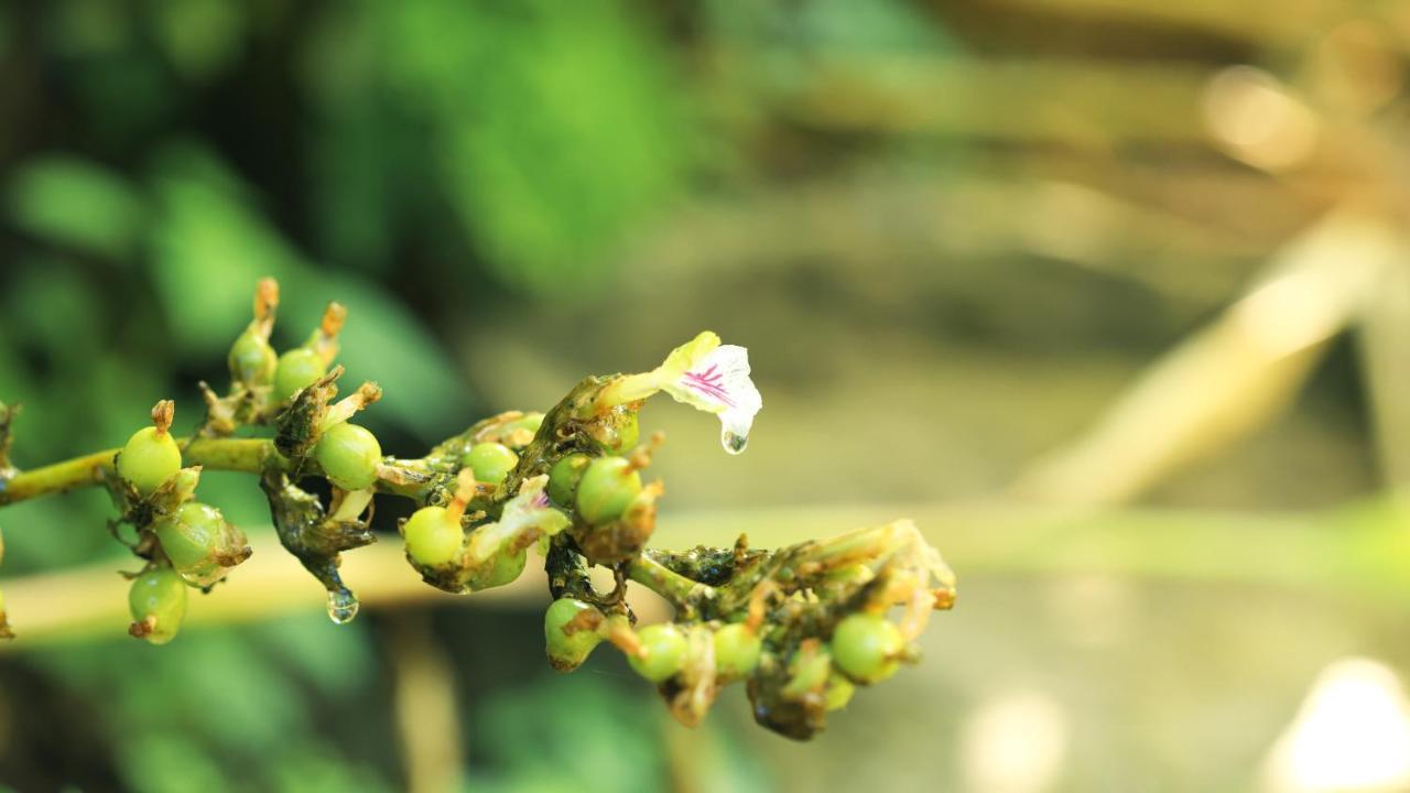 Shola Crown Resort - Munnar Chinnakanal ภายนอก รูปภาพ
